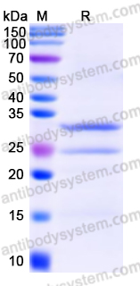 Recombinant Human BRAF Protein, N-His