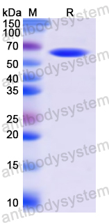 Recombinant Human CPA3 Protein, N-GST