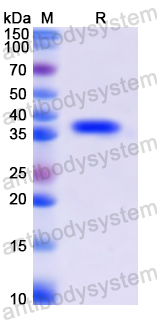 Recombinant Human CD155/PVR Protein, N-His