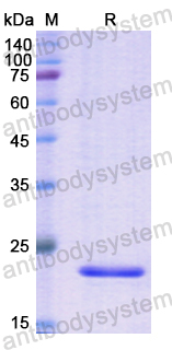 Recombinant Human ACP3 Protein, N-His