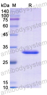 Recombinant Human FOSL1 Protein, N-His