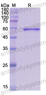 Recombinant Human VAV1 Protein, N-GST