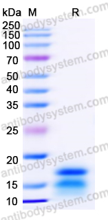 Recombinant Human AREG Protein, N-His