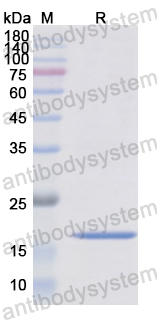 Recombinant Human CD46 Protein, N-His