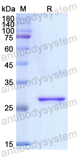 Recombinant Human CD1E Protein, N-His