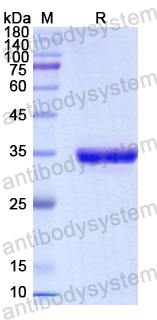 Recombinant Human CD1d Protein, N-His