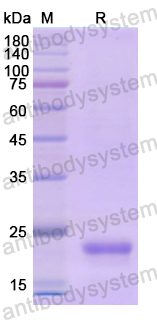 Recombinant Human CD179b/IGLL1 Protein, N-His