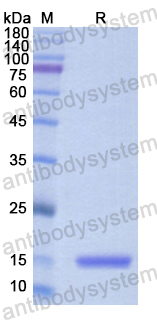 Recombinant Human CD227/MUC1 Protein, N-His