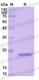 Recombinant Human CD44 Protein, N-His