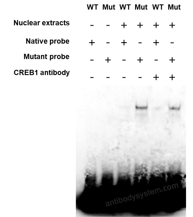 Bioactivity for Recombinant Human CREB1 Protein, N-His ?>