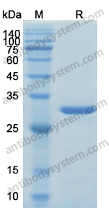 Recombinant Human CREB1 Protein, N-His