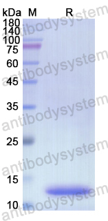 Recombinant Human CD31/PECAM1 Protein, N-His