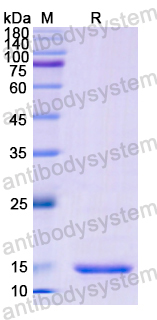 Recombinant Human CD152/CTLA4 Protein, N-His