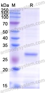 Recombinant Human TSHR Protein, N-His