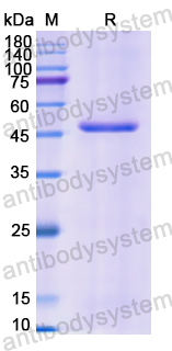 Recombinant Human ATP2A2 Protein, N-His