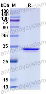 Recombinant Human CCL3L1 Protein, N-GST