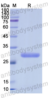 Recombinant Human CD36 Protein, N-His