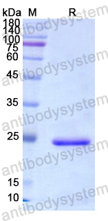 Recombinant Human CD127/IL7R Protein, N-His