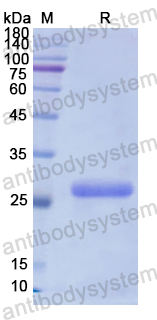 Recombinant Human PLCG2 Protein, N-His