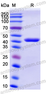 Recombinant Human HSPA6 Protein, N-His