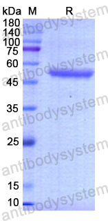 Recombinant Human RHOQ Protein, N-GST