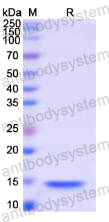 Recombinant Human HMGA1 Protein, N-His