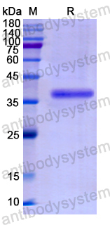 Recombinant Human BPI Protein, N-GST