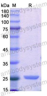 Recombinant Human CTRB1 Protein, N-His