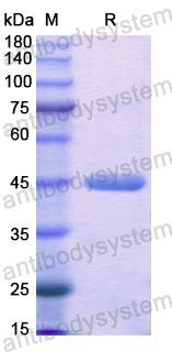 Recombinant Human CKMT2 Protein, N-His