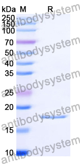 Recombinant Human GAP43 Protein, N-His-SUMO