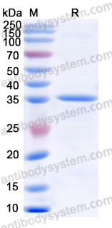 Recombinant Human HLA-G Protein, N-GST