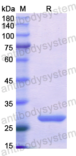 Recombinant Human TAT Protein, N-His