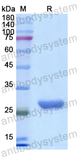 Recombinant Human CHRNB2 Protein, N-His