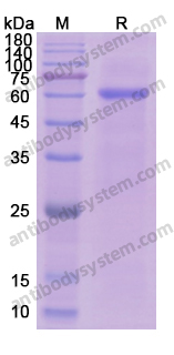 Recombinant Human CD105/ENG Protein, N-His