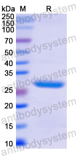 Recombinant Human CD35/CR1 Protein, N-His