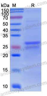 Recombinant Human LGALS3 Protein, C-His