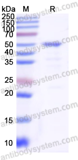 Recombinant Human PSMC3 Protein, N-His