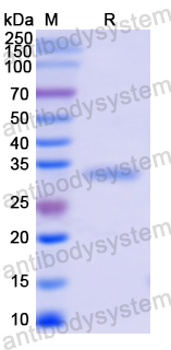 Recombinant Human IGFBP2 Protein, N-His