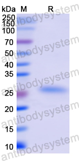 Recombinant Human ERCC2 Protein, N-His