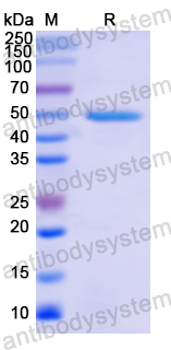 Recombinant Human BMP7 Protein, N-His