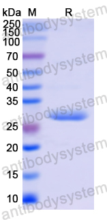 Recombinant Human ITGB5 Protein, N-His