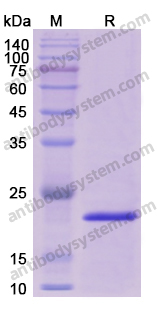 Recombinant Human EGR1 Protein, N-His