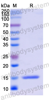 Recombinant Human VCL Protein, N-His