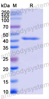 Recombinant Human ADCYAP1 Protein, N-GST