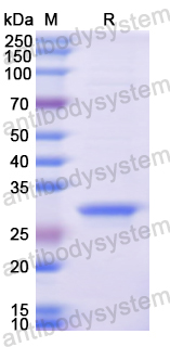 Recombinant Human ITGB6 Protein, N-His