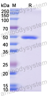 Recombinant Human CD223/LAG3 Protein, N-His