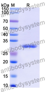 Recombinant Human ADRA2C Protein, N-His-KSI
