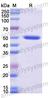 Recombinant Human CD138/SDC1 Protein, N-GST