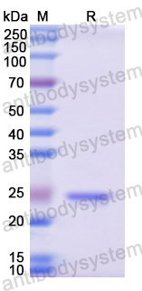 Recombinant Human ATF1 Protein, N-His