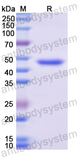 Recombinant Human ATF3 Protein, N-GST